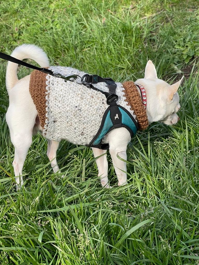 Puppy sweaters on a small dog wearing a cream-white textured sweater with brown trim and teal harness in grass.