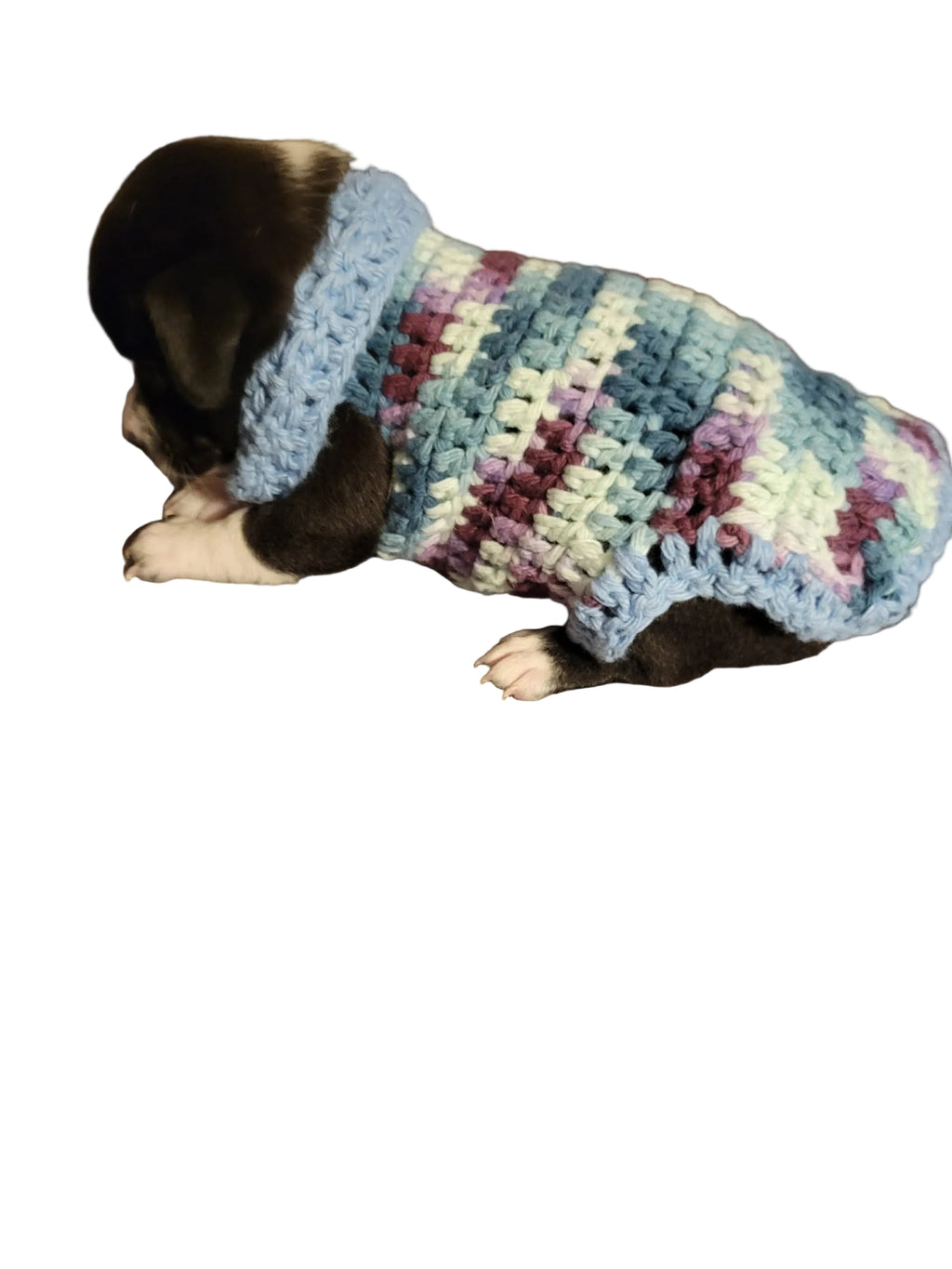 Puppy wearing a pastel multicolor crocheted sweater.