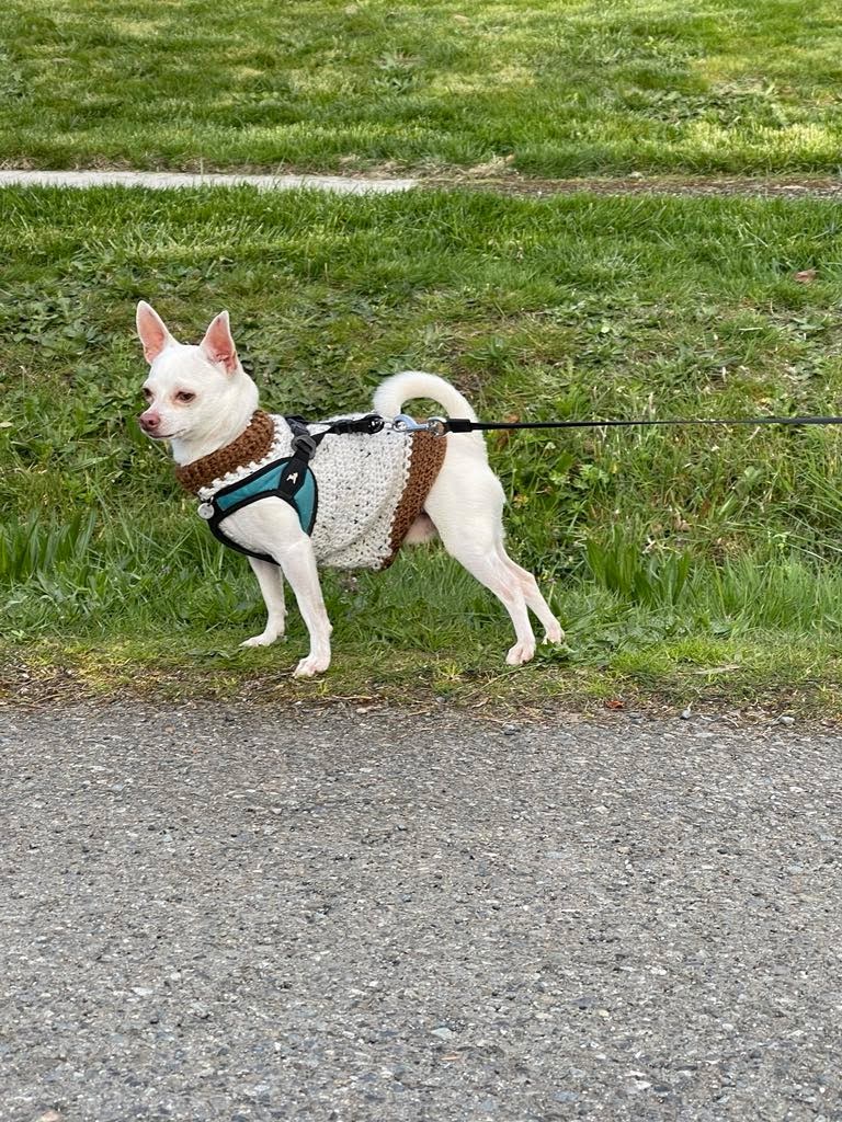 Small white dog wearing a brown and white knitted puppy sweater on a leash outdoors.