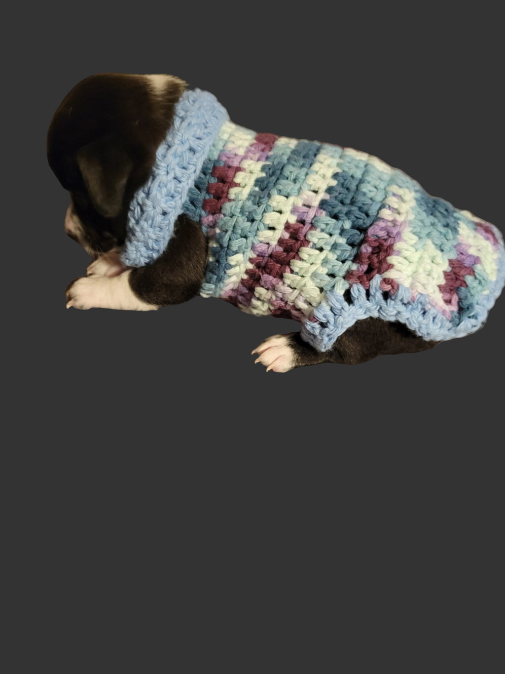 Puppy wearing a pastel multicolor crocheted sweater.
